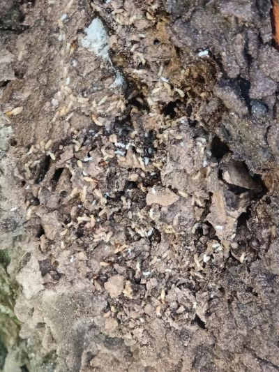 Dịch vụ diệt mối